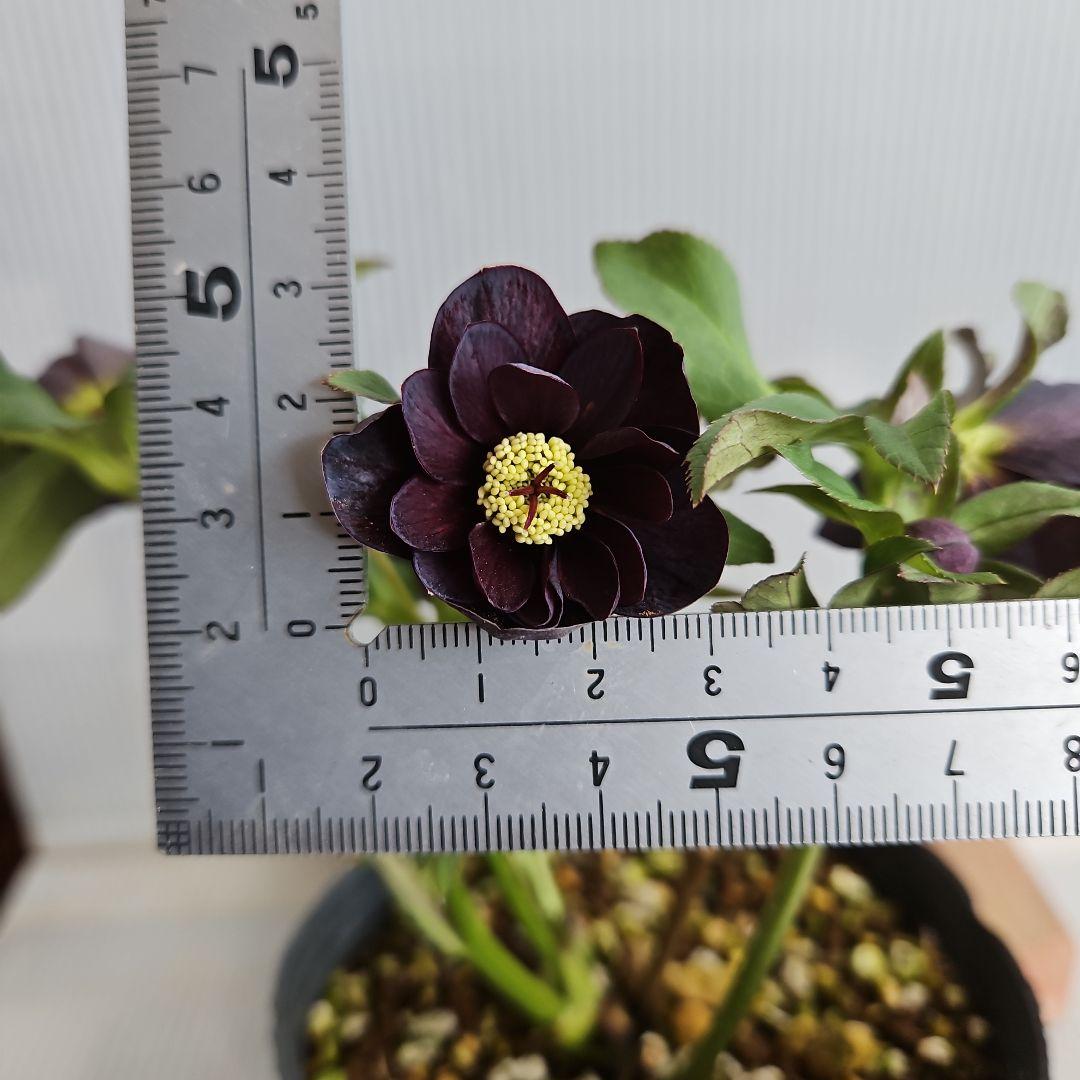 つむ様ご購入苗㉕-437クリスマスローズ