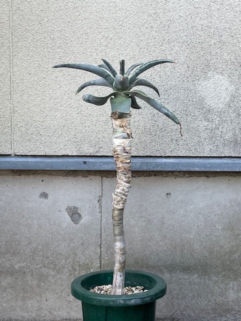 ダスティン■アロエ・ピランシーAloe pillansii/70cm■