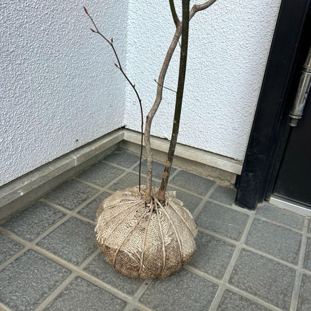 クロモジ（根巻き苗）黒文字　クロモジ苗木