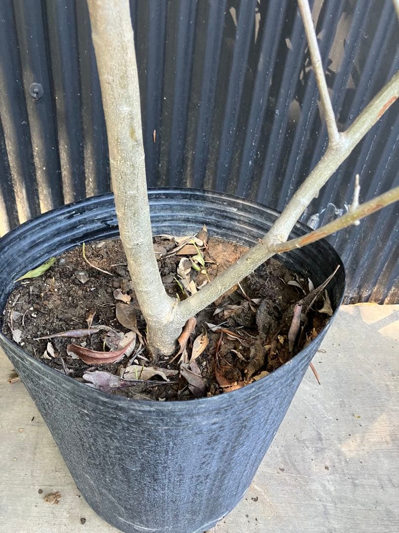 オリーブの木　フラントイオ