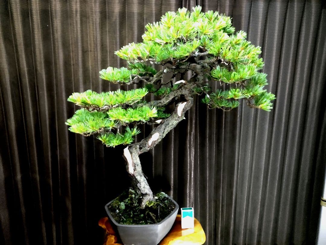【大品　五葉松盆栽】真柏　　　　⭕KT【断捨離中】❗