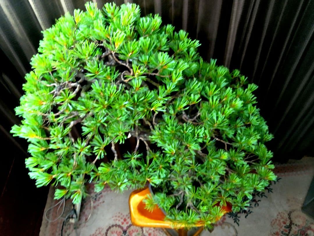 【大品　五葉松盆栽】真柏　　　　⭕KT【断捨離中】❗