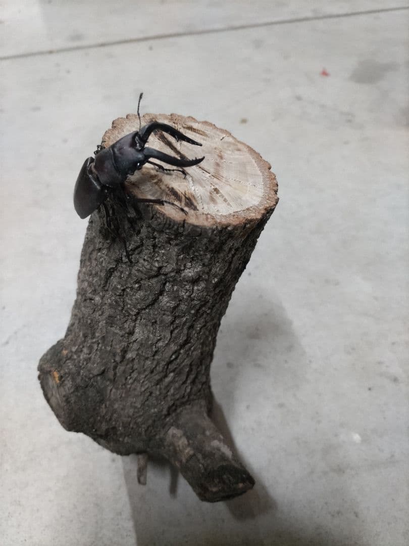 直径10cm　くぬぎ とまり木 自立　昆虫　トカゲ　爬虫類　無農薬無消毒