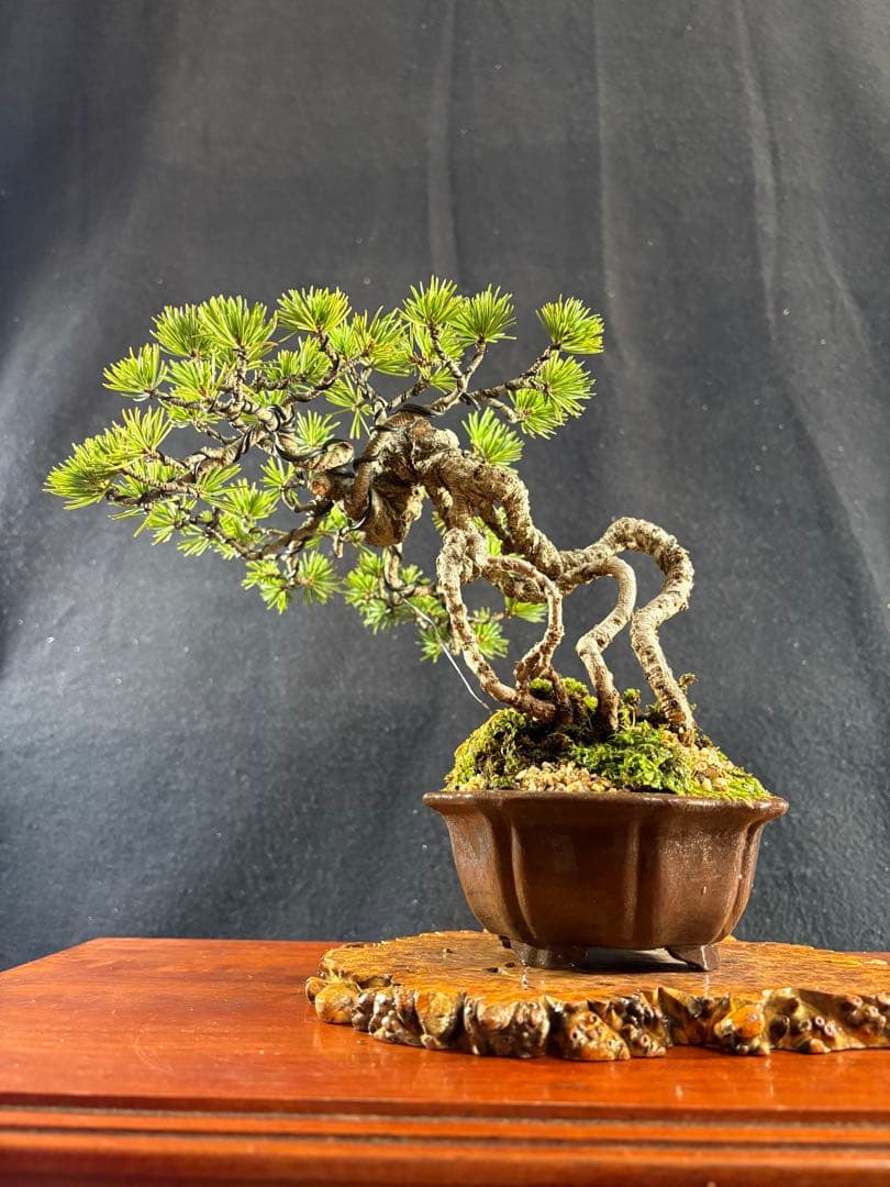 貴風盆栽、赤石五葉松、根上がり 懸崖作り、実生40年強 medabon