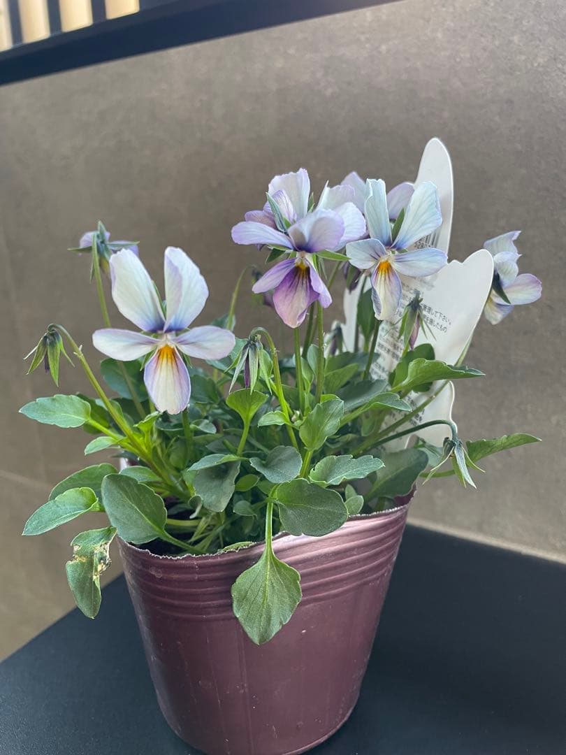 【花苗】パピヨンワールド　水色　ビオラ　花苗うえた　レアカラー　ポット毎発送