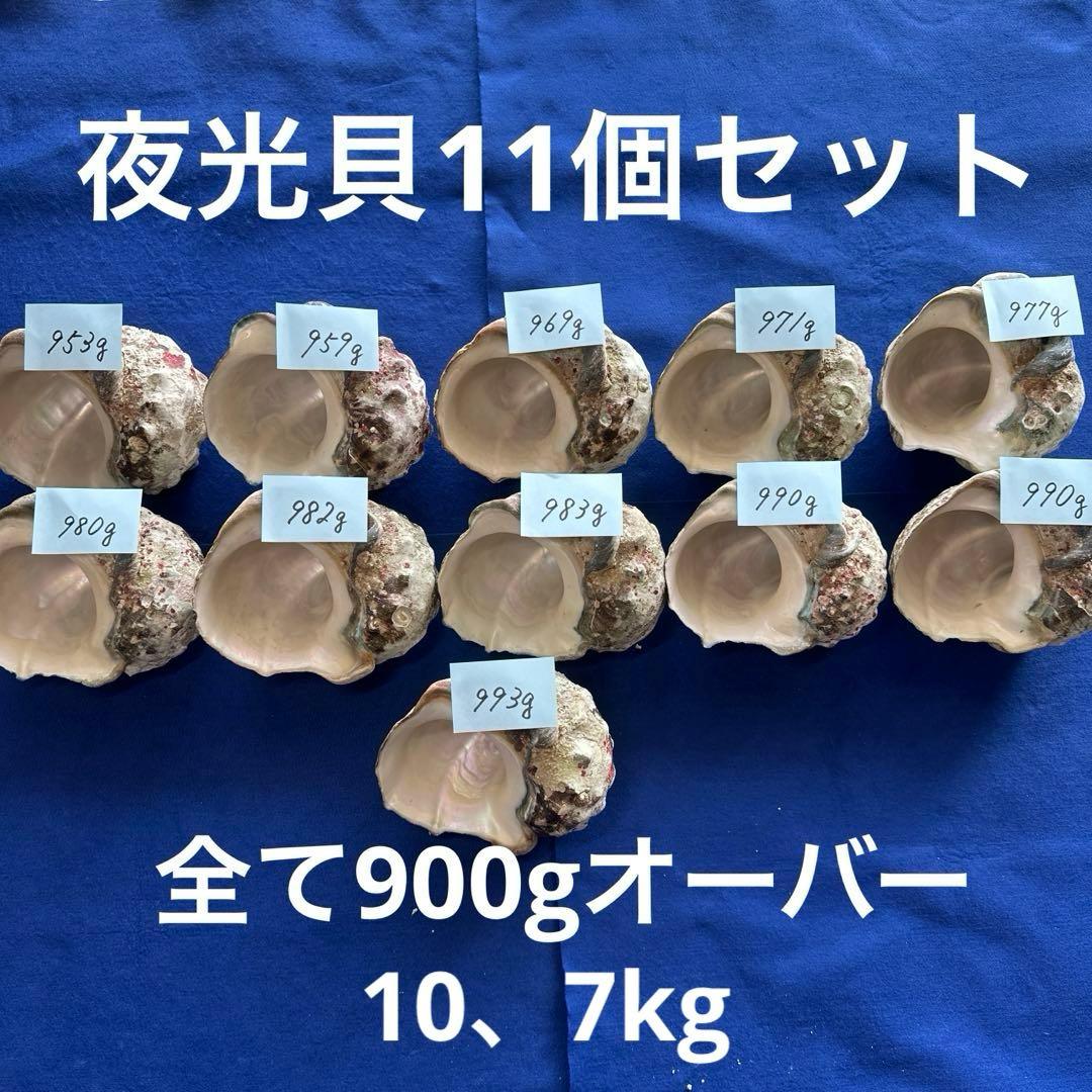 夜光貝　ヤコウ貝　まとめ売り　11個　10、7kg アクセサリー　ルアー
