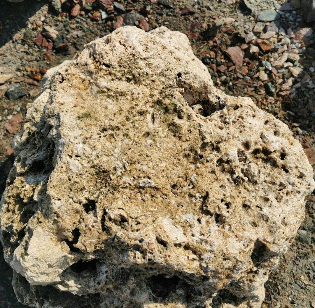 サンゴ石　170キロ　庭石　石　鑑賞石 石材　庭　ガーデニング　置物