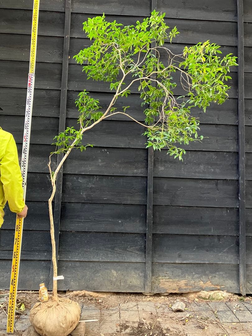 5 山採り　アセビ