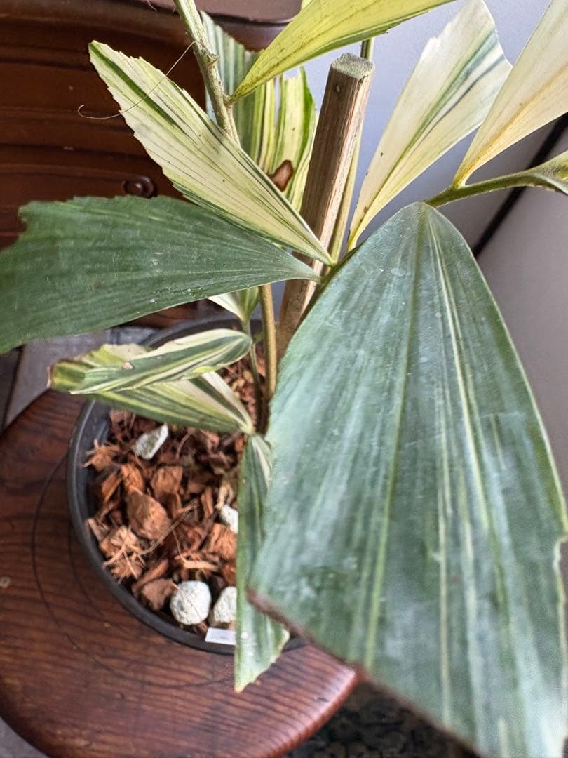 大株 クジャクヤシ斑入り Caryota mitis variegated 5号