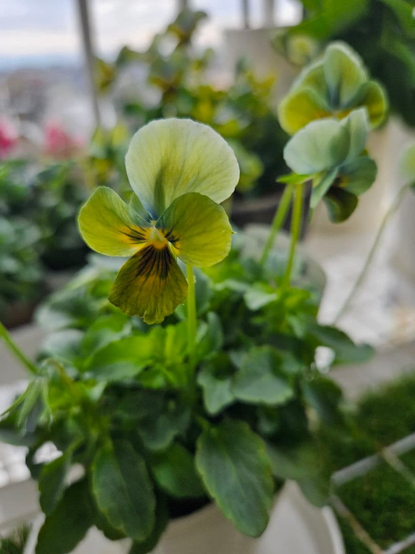 ビオラ　すみれ図鑑