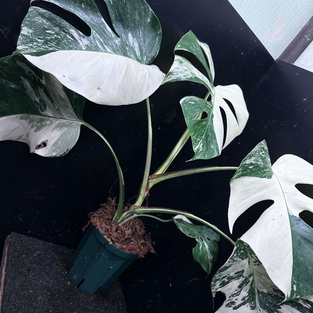 梅*様 斑入りモンステラ ホワイトタイガー極美大株54cm白斑多