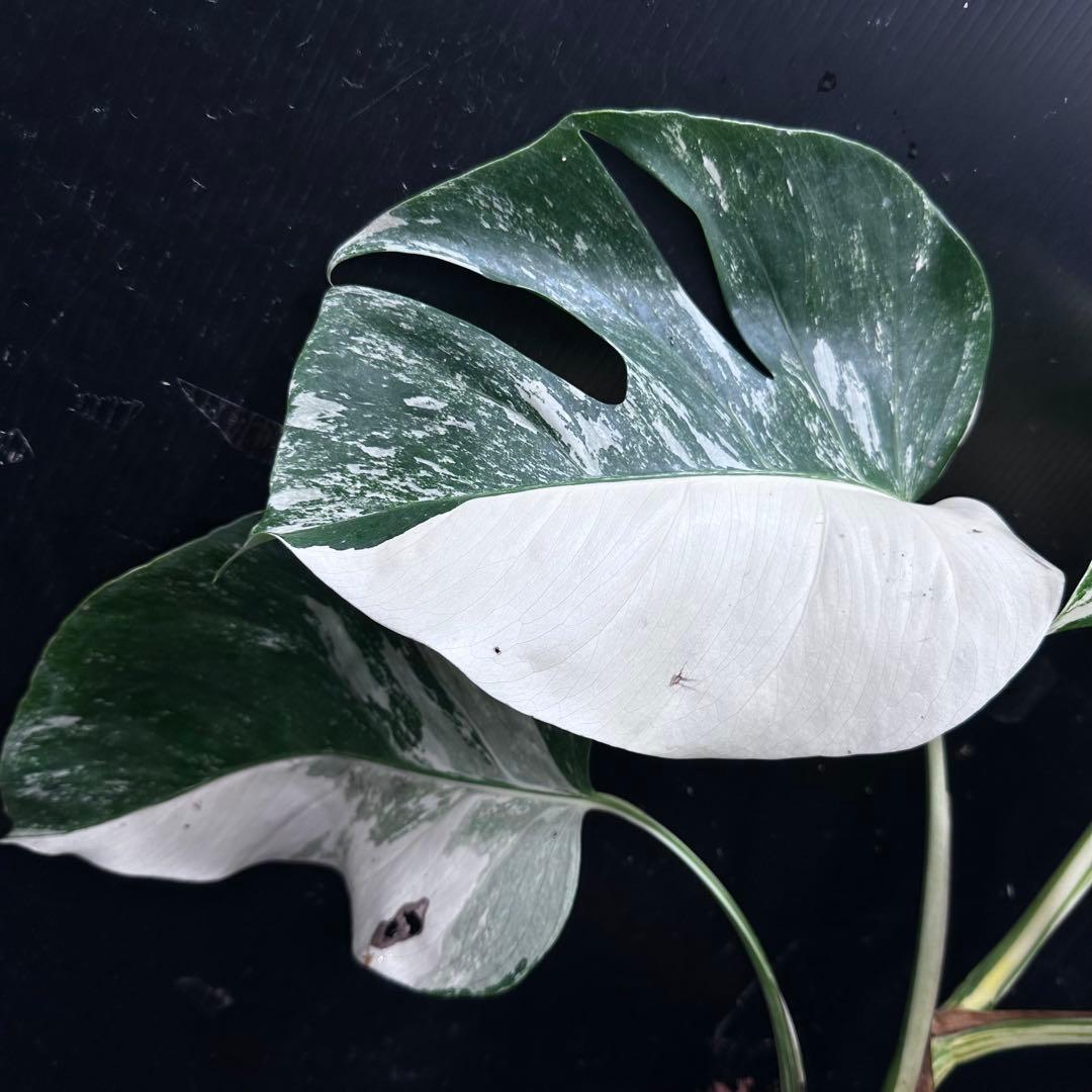 梅*様 斑入りモンステラ ホワイトタイガー極美大株54cm白斑多