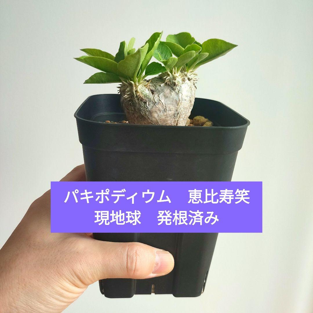 パキポディウム　恵比寿笑い　ブレビカウレ　発根済み現地球2【匿名配送】