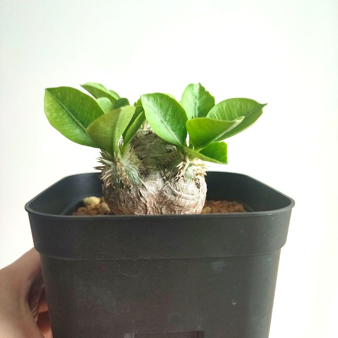 パキポディウム　恵比寿笑い　ブレビカウレ　発根済み現地球2【匿名配送】