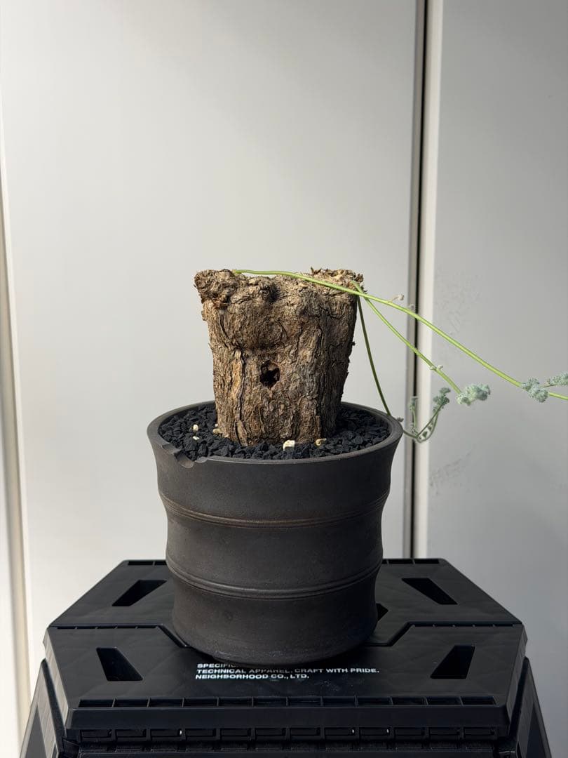 ペラルゴニウム トリステ　大きめ株