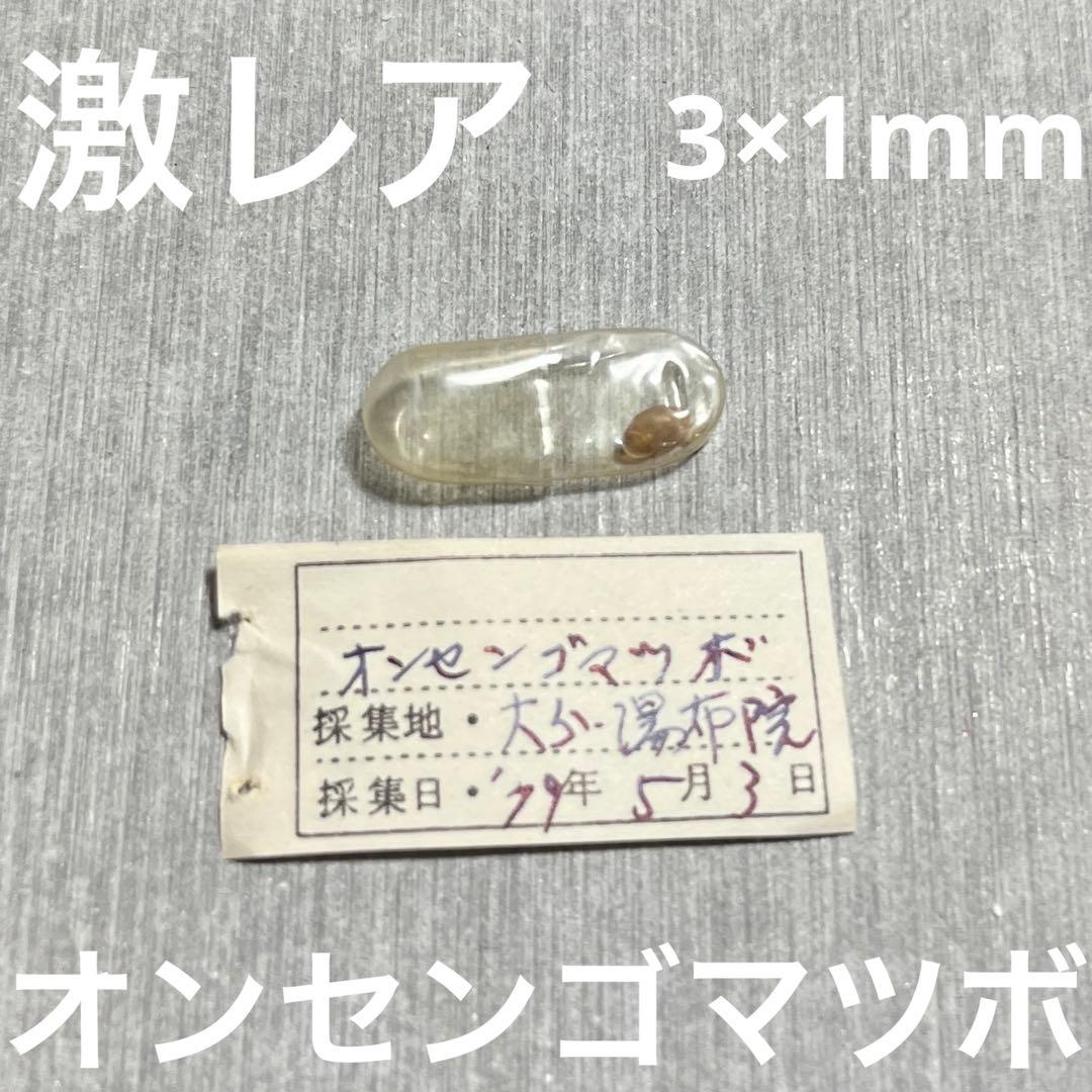 m*g様 激レア　美品　大分県産　蓋付き　オンセンゴマツボ