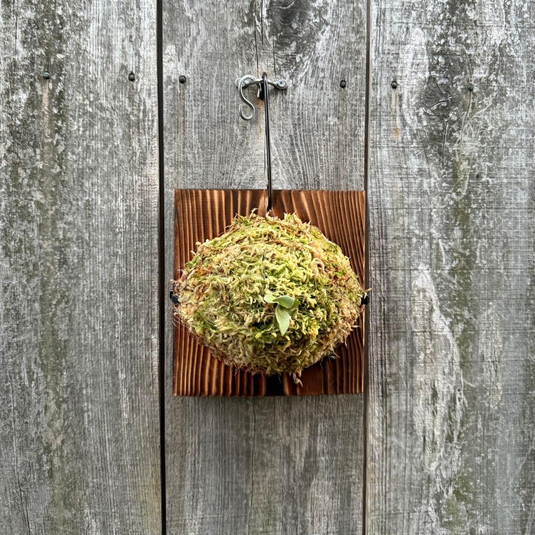 P.Triceratops (三角龍) pup ビカクシダ