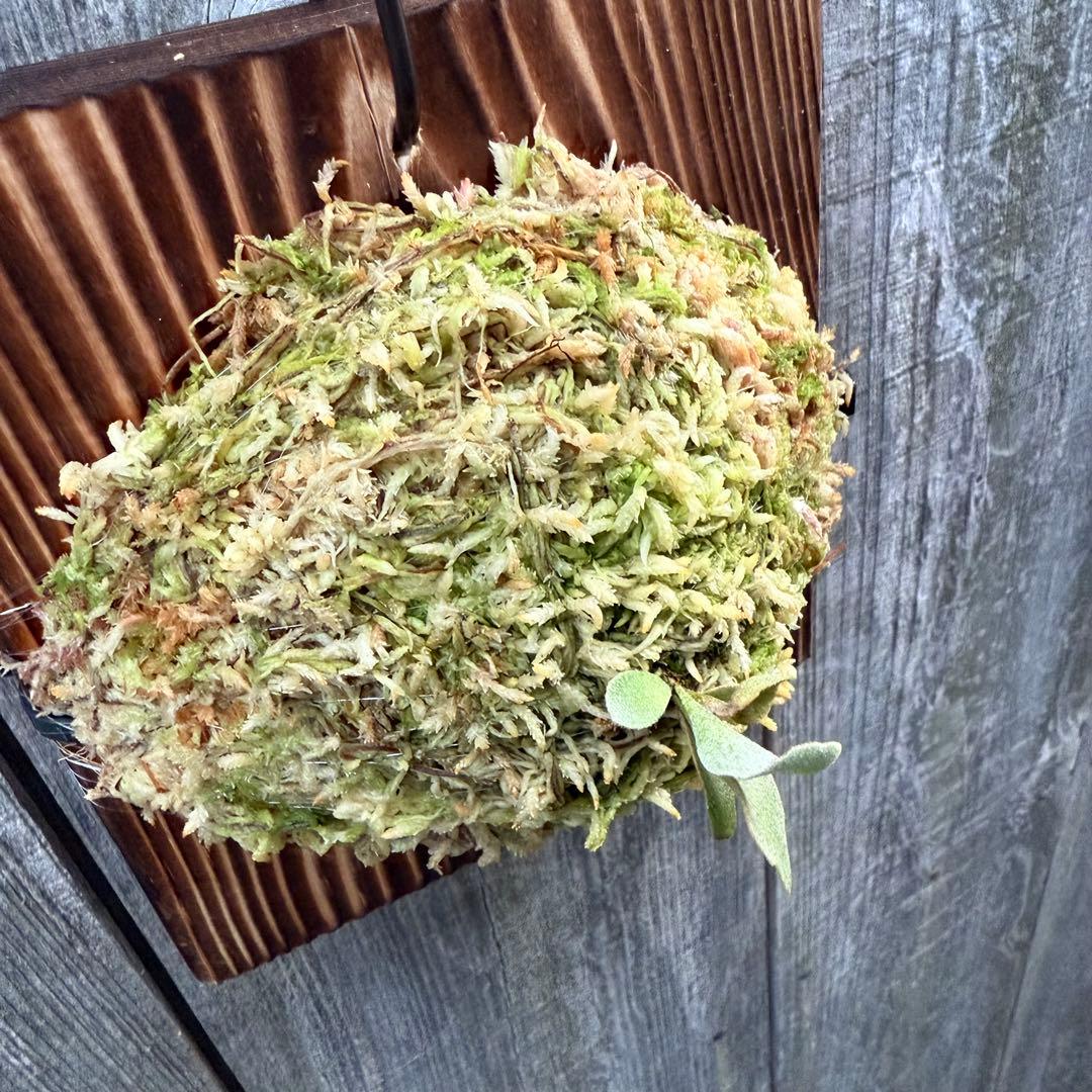 P.Triceratops (三角龍) pup ビカクシダ