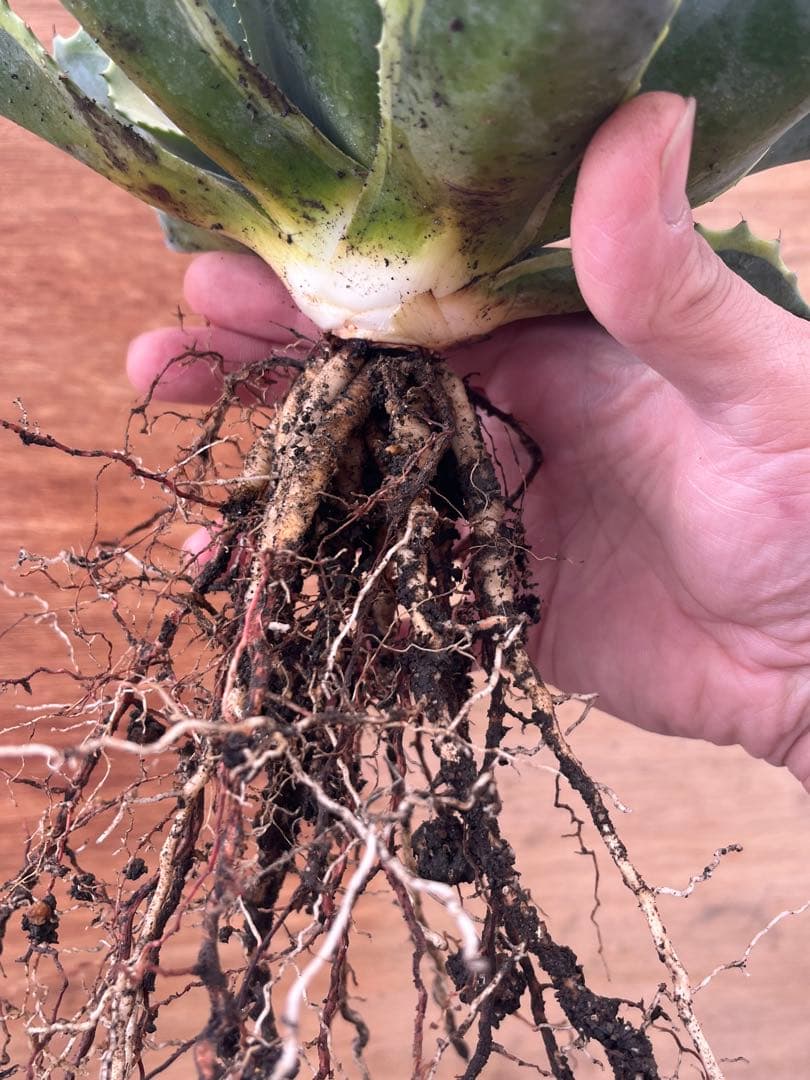 アガベ　オバティフォリア　オルカ