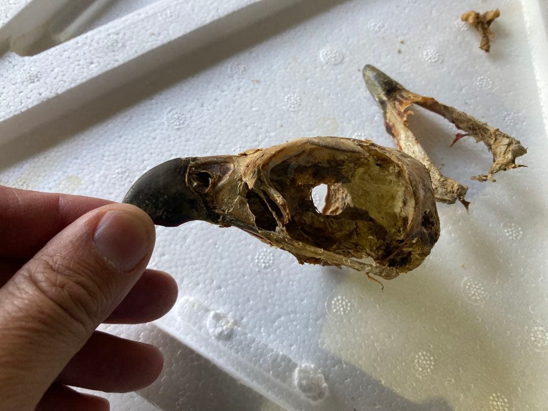 クマタカの頭骨