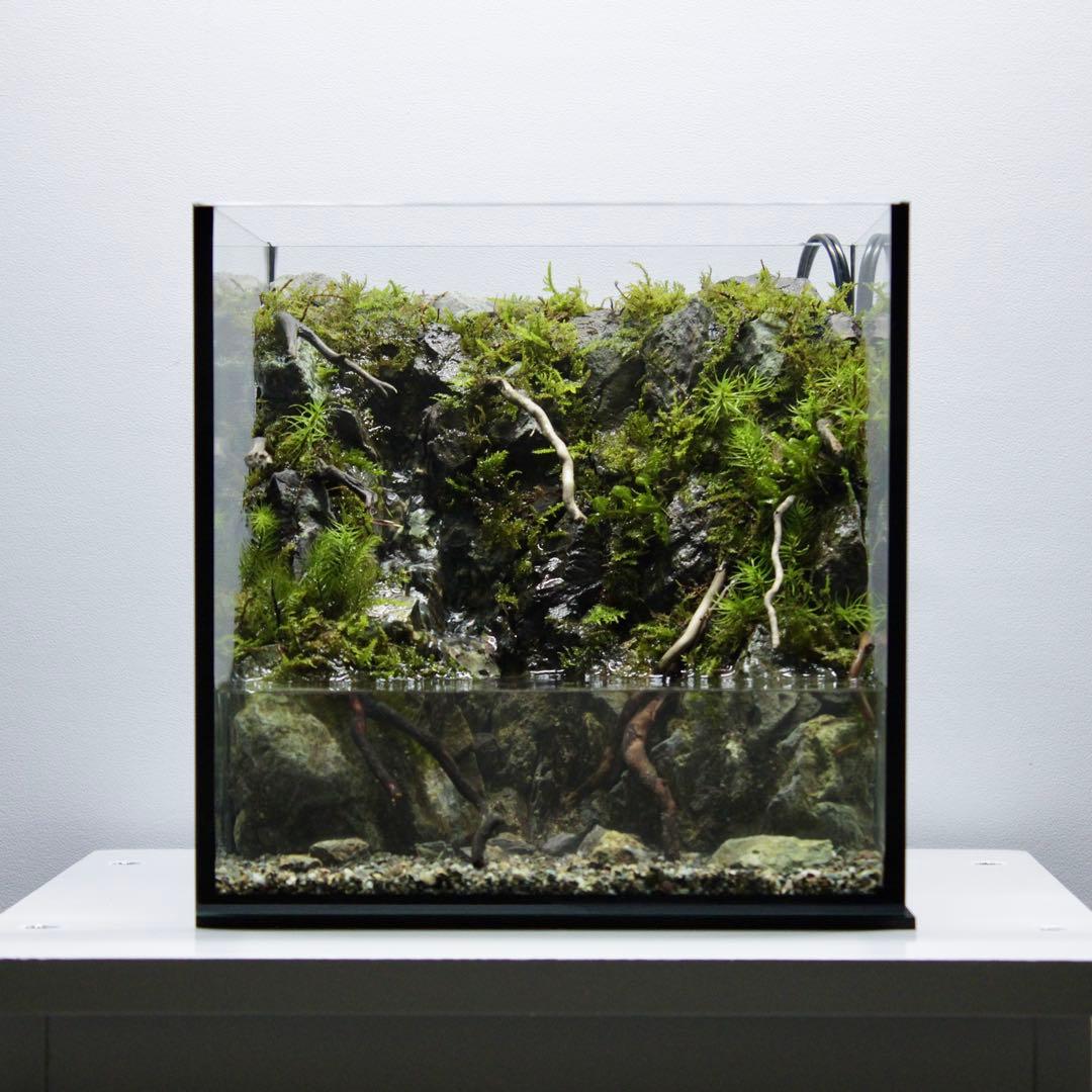 ざん　アクアテラリウム　レイアウト作品　195