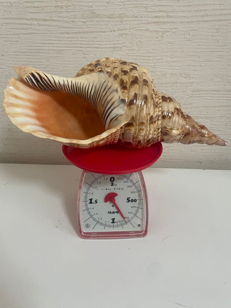 美しい貝殻置物　法螺貝　ほら貝　ホラ貝