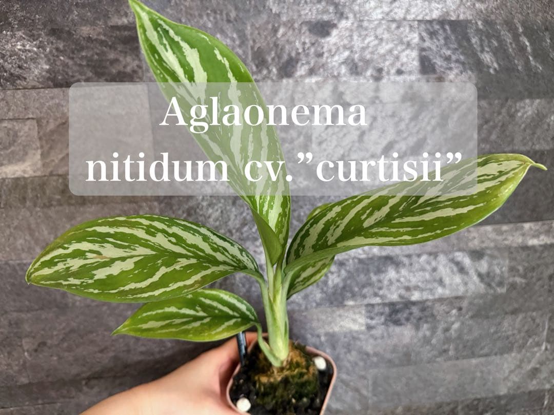 アグラオネマ ニティドゥーム カーティシー