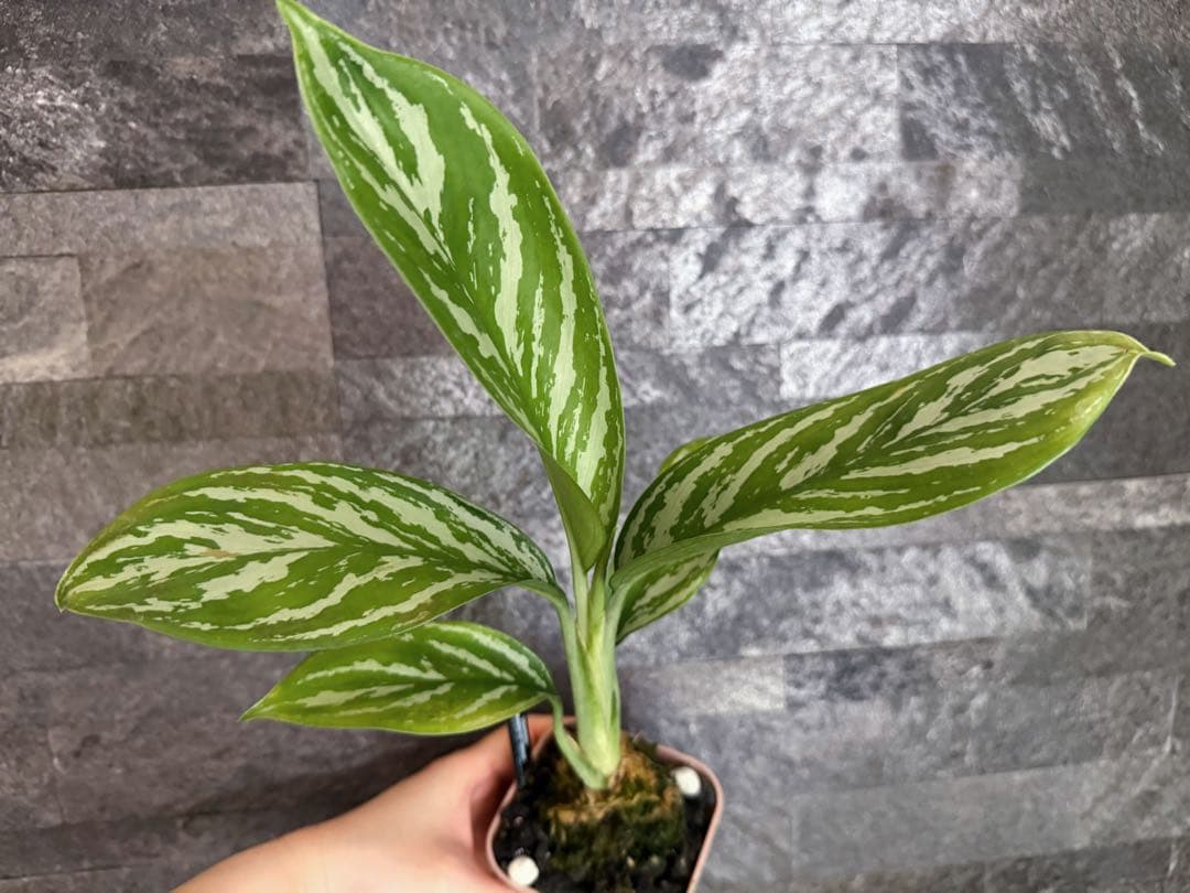 アグラオネマ ニティドゥーム カーティシー