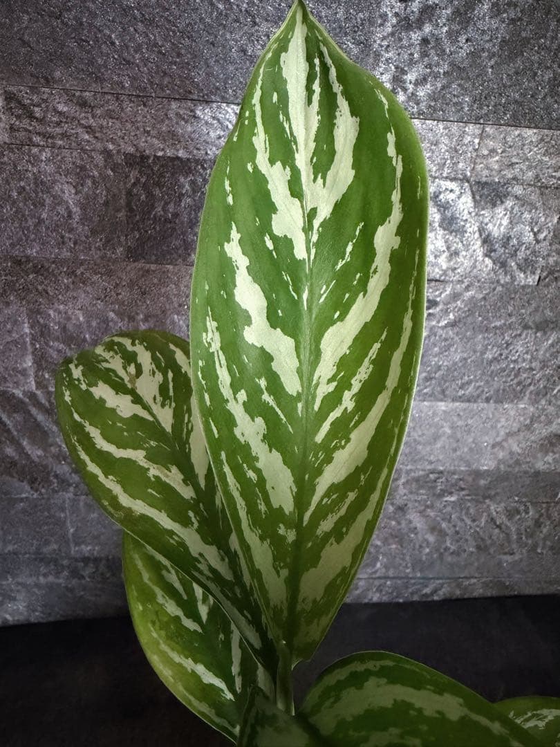 アグラオネマ ニティドゥーム カーティシー