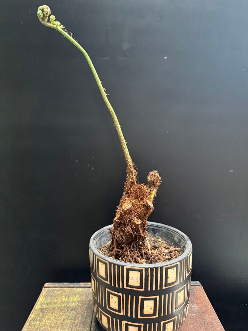 亜熱帯シダ　ヘゴ　5号　776