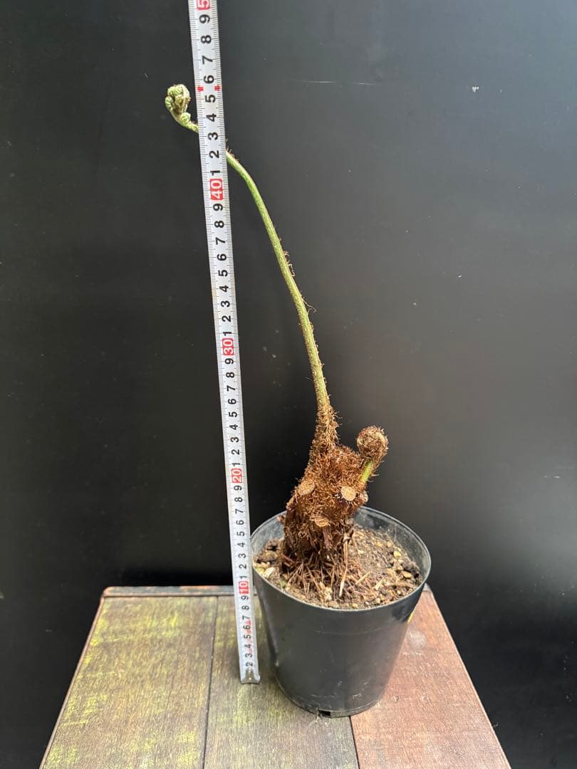 亜熱帯シダ　ヘゴ　5号　776