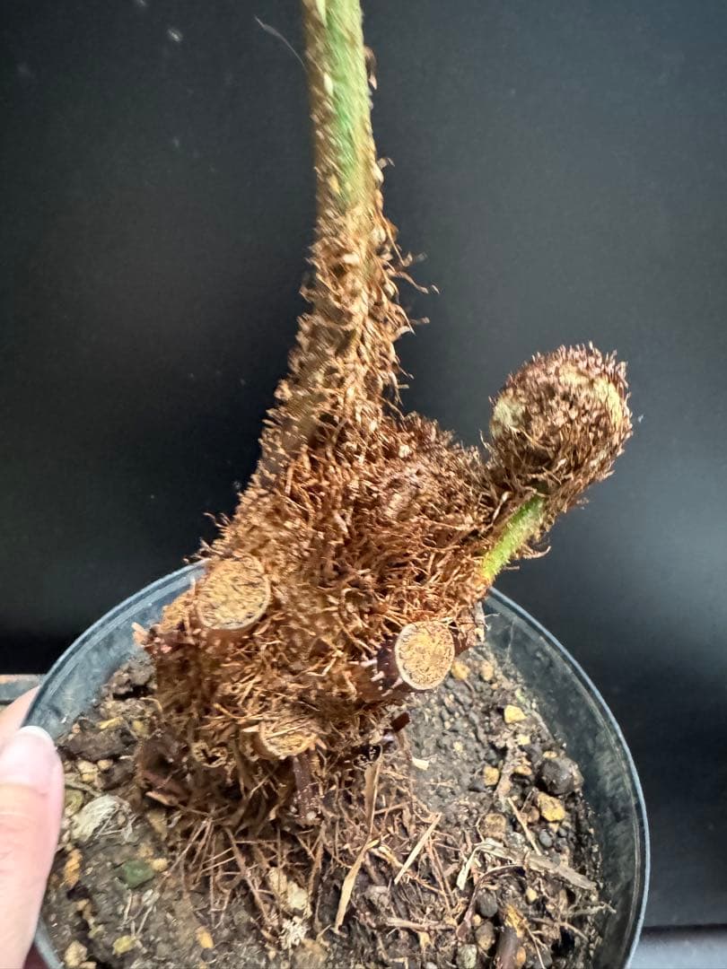 亜熱帯シダ　ヘゴ　5号　776