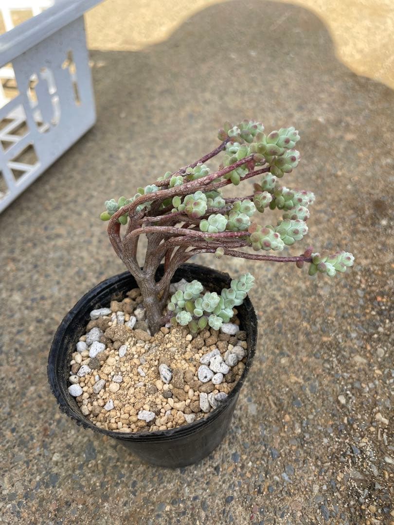 ☆ご確認用☆木立性ブレビフォリウム