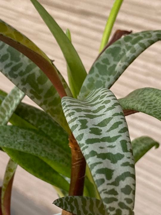 レデボウレア ソシアリス ビオラセア 豹紋 寄せ植え 抜き苗