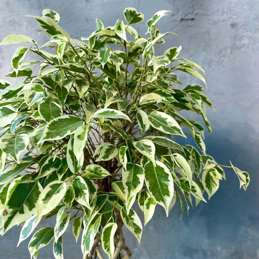 斑入り　ベンジャミン　スターライト　編み込み　天然苔仕立て　陶器鉢　植え込み発送