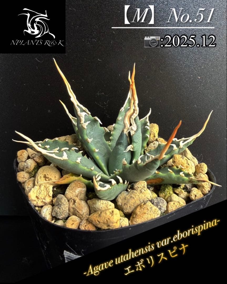 彪*丸様 ☆優良株【アガベ ユタエンシスエボリスピナ陽炎No.51】