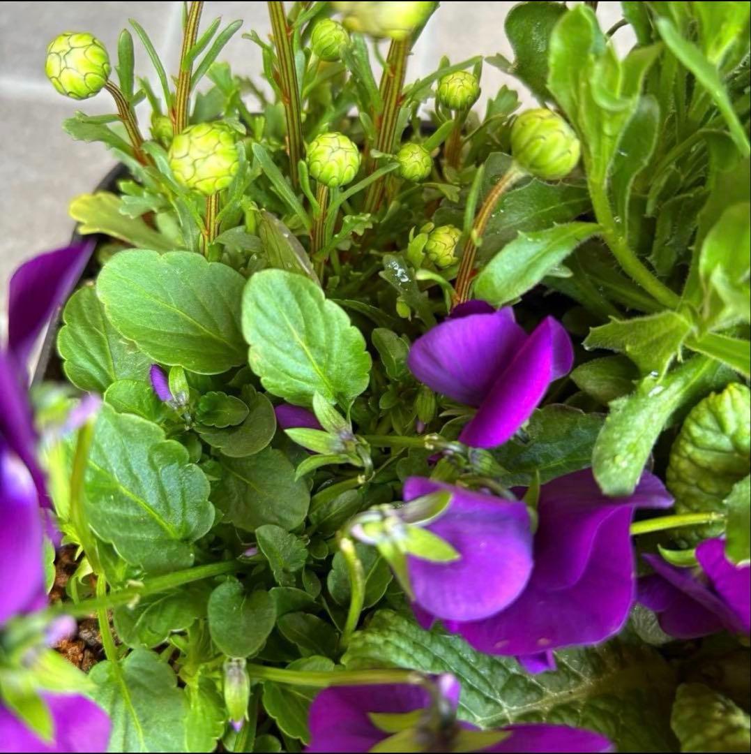 878991☆春から長く楽しむ寄せ植え☆３鉢セット☆