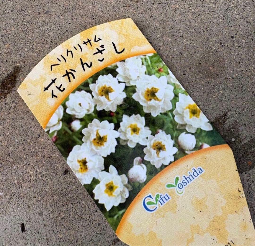 878991☆春から長く楽しむ寄せ植え☆３鉢セット☆