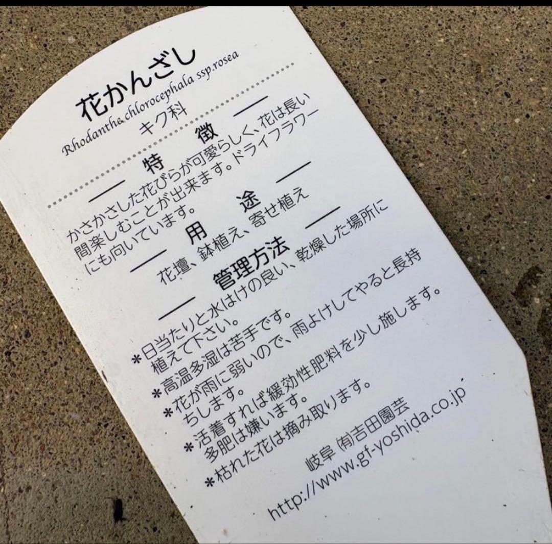 878991☆春から長く楽しむ寄せ植え☆３鉢セット☆