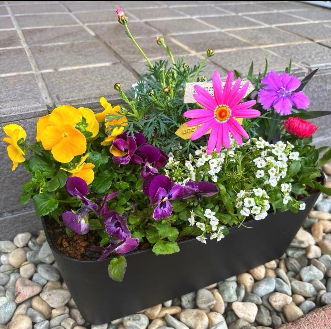 878991☆春から長く楽しむ寄せ植え☆３鉢セット☆