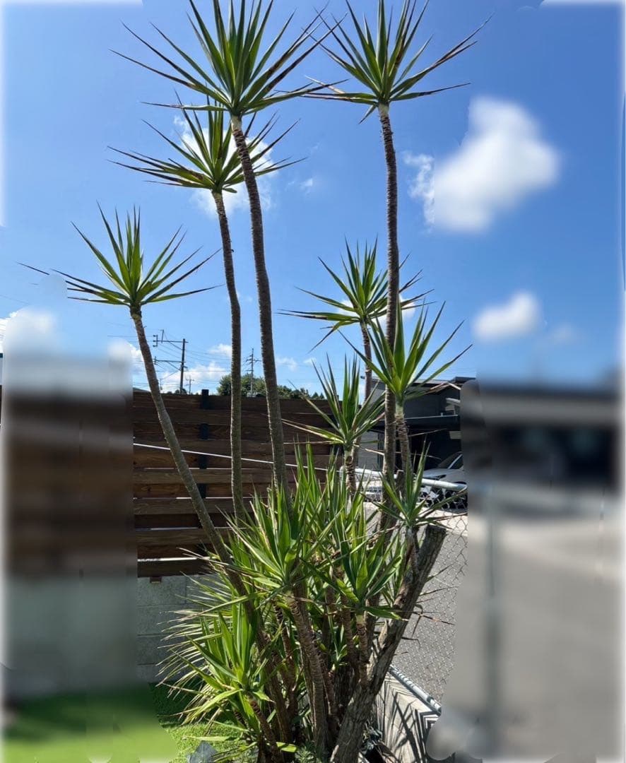 大型なユッカ エレファンティペス約3メートル