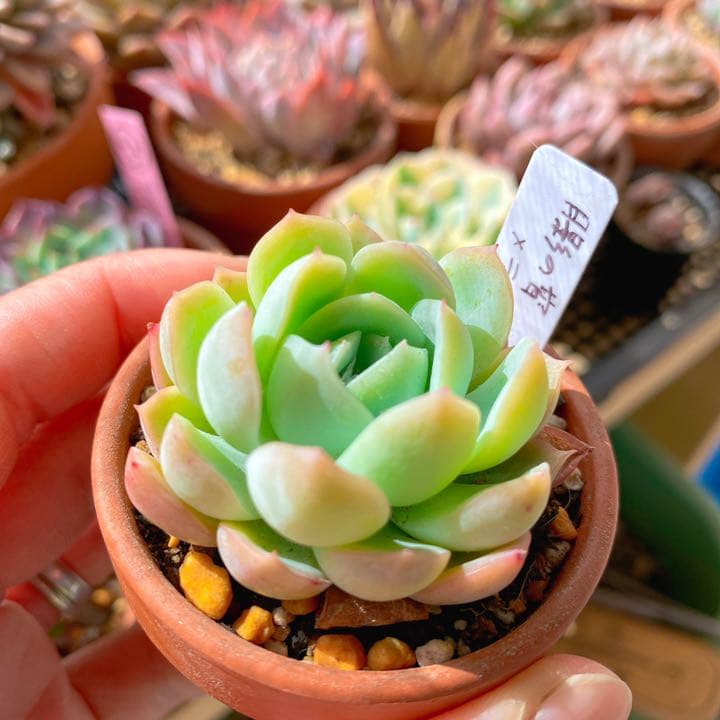 月影の宵xラウイ