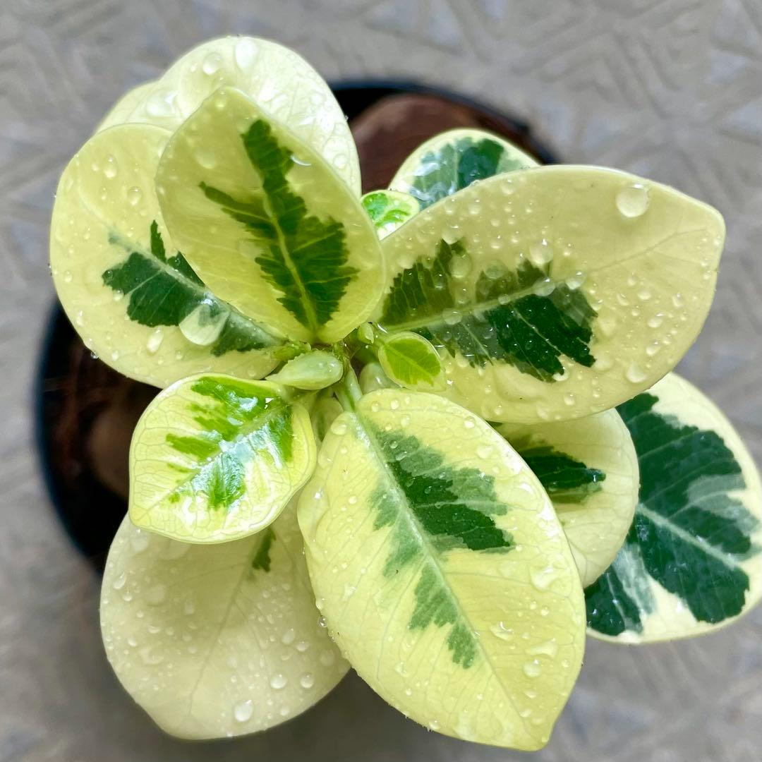 【安心の発根済株/接木/鉢込】斑入り パンダガジュマル 白多め 芽吹き5か所