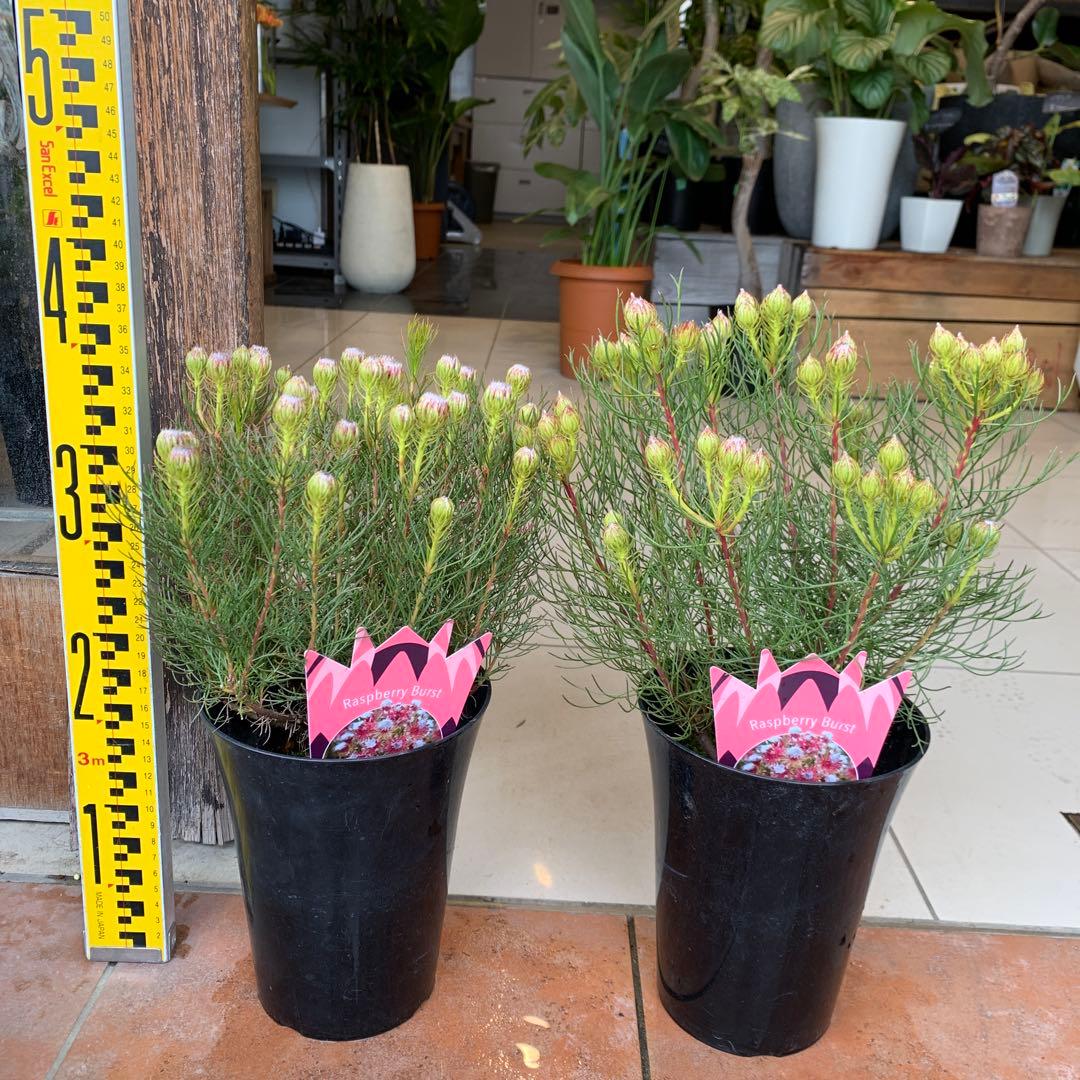 セルリア ラズベリーバースト 2個セット