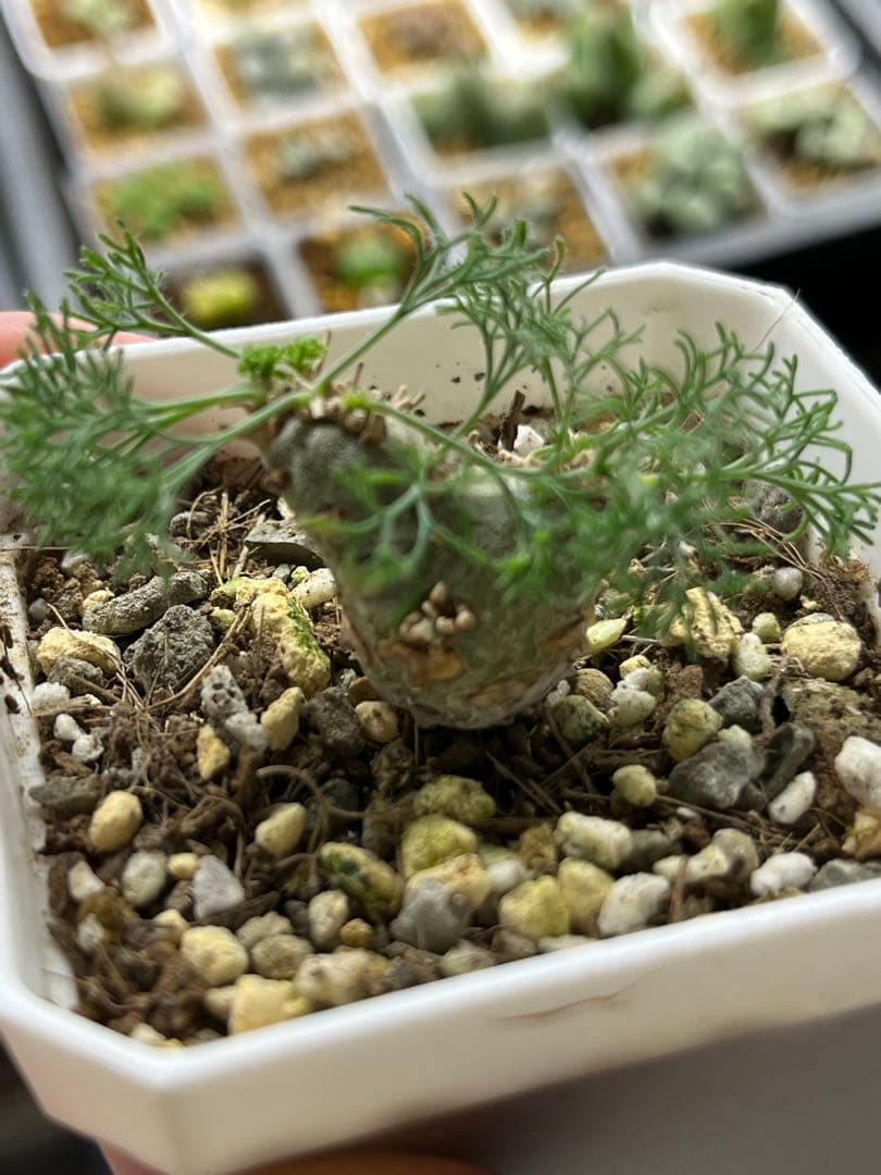 モンソニア　ペニクリナム