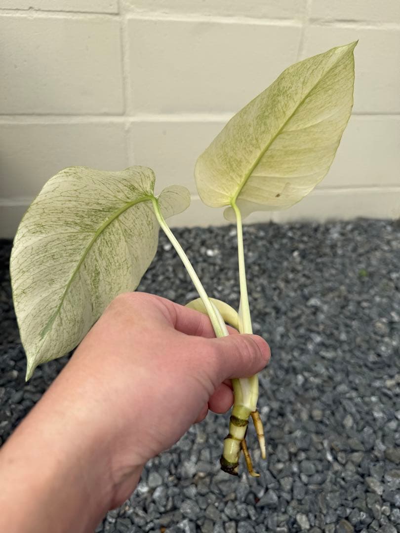 モンステラ　デリシオーサ　ボルシギアナ　フルミント