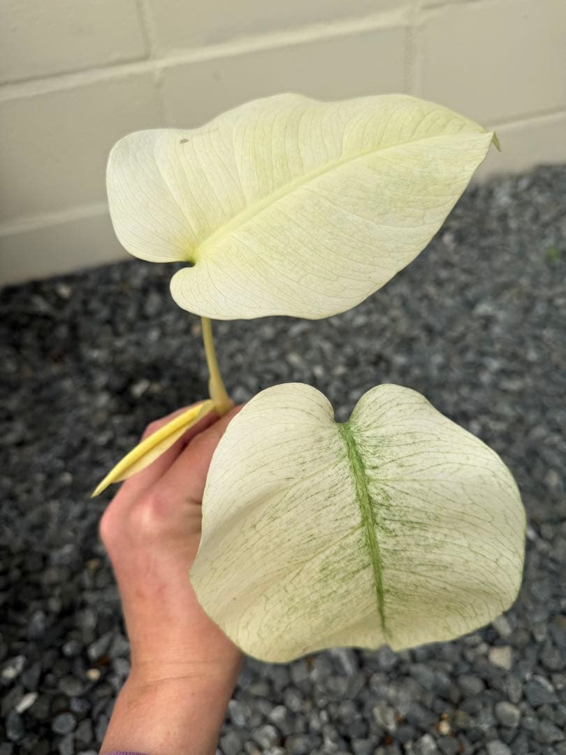 モンステラ　デリシオーサ　ボルシギアナ　フルミント