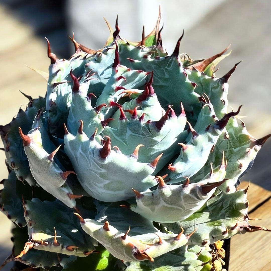 さ*良様 アガベ　イシスメンシス　ハイブリッド　大株