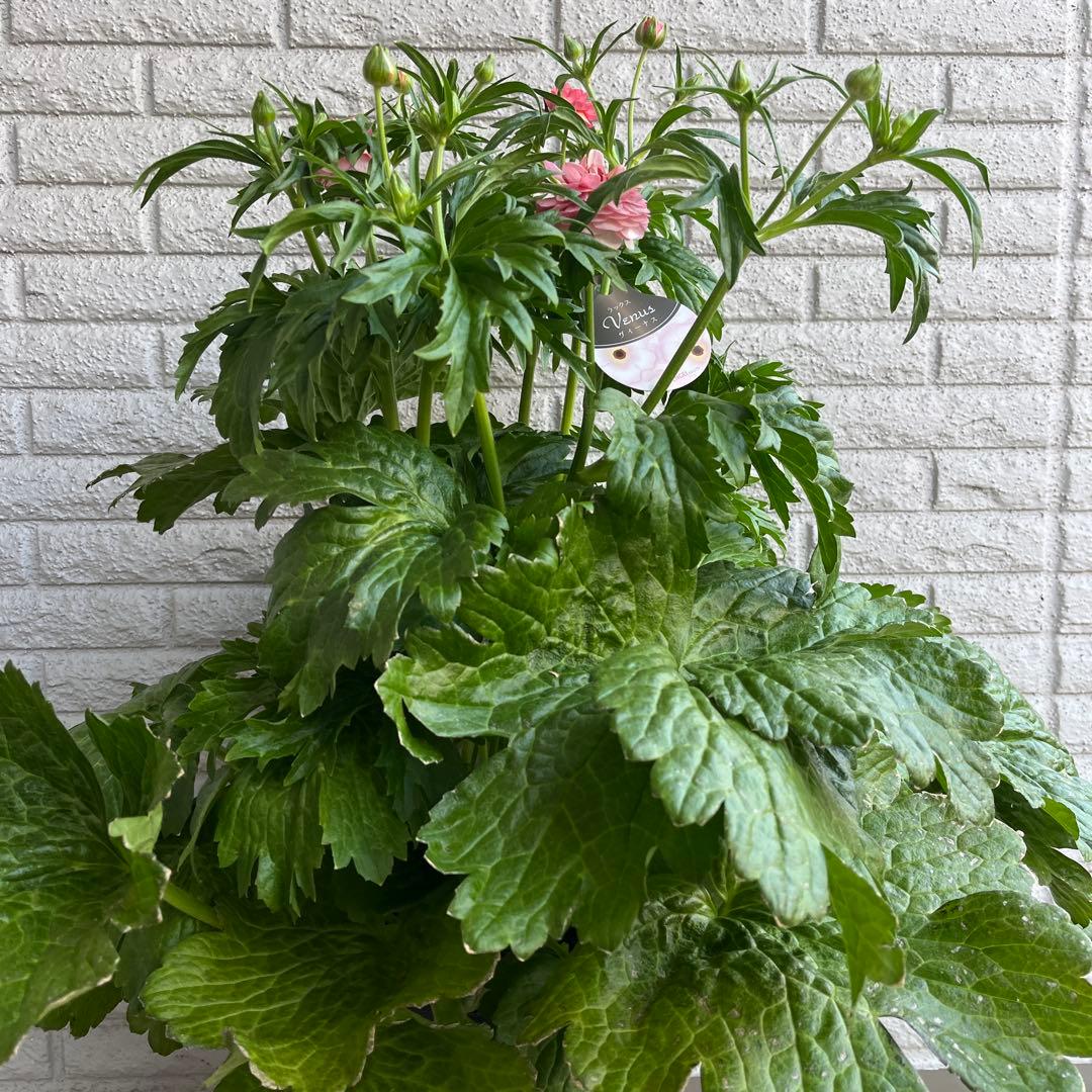 ラナンキュラス ラックス ヴィーナス