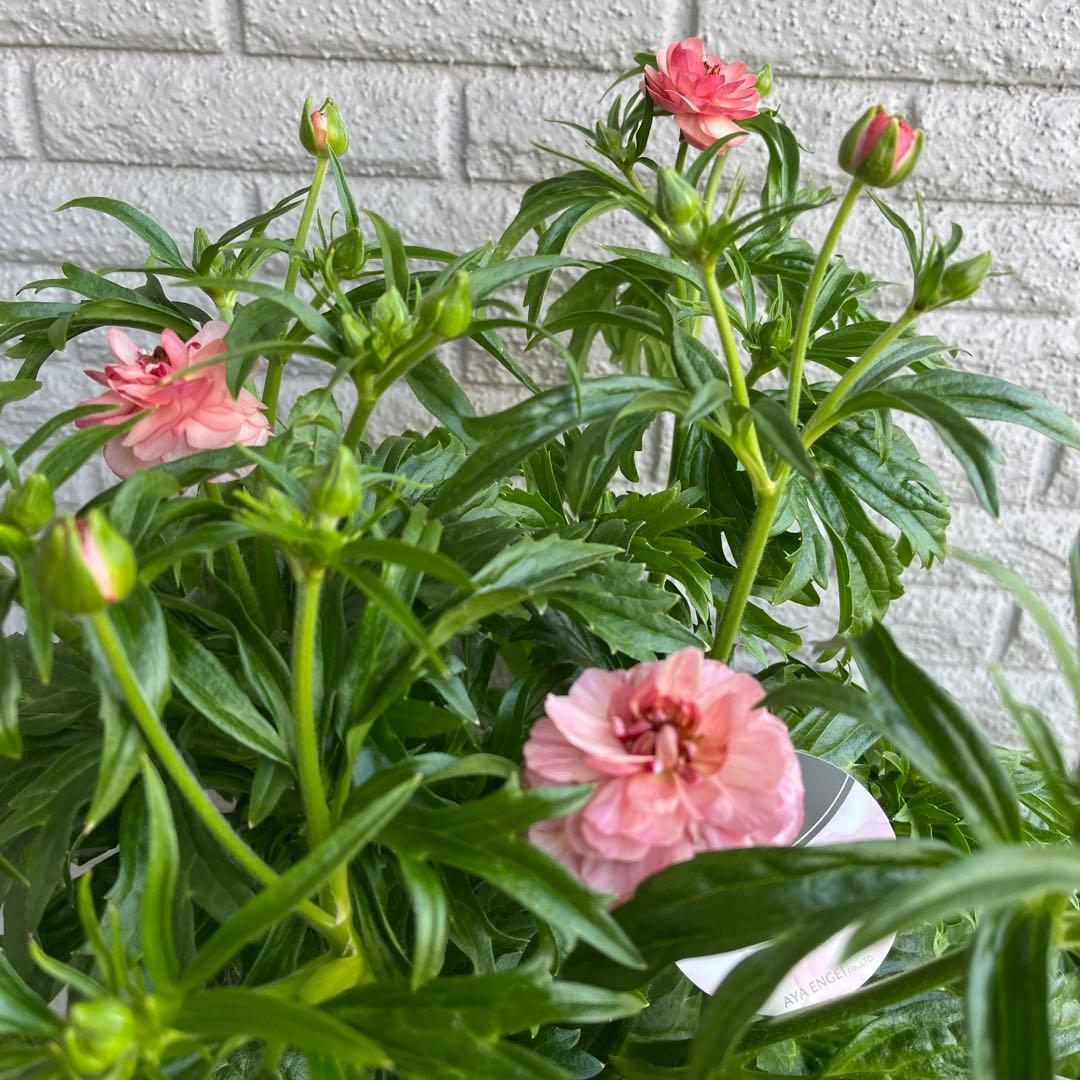 ラナンキュラス ラックス ヴィーナス